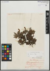 Foto von Salix alpina Scop.
